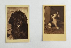 Régi, antik 2db postatiszta képeslap (kutya, macska)
