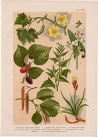 Magyar növények (59), litográfia 1903, színes nyomat, virág, eper, sás, eger, laboda, nyílfű, uborka