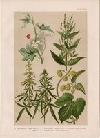 Magyar növények (62), litográfia 1903, színes nyomat, virág, kender, komló, szélfű, piros földi-tök