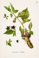 Nadragulya, színes nyomat 1961, levél, virág, gyógynövény, magyar növény