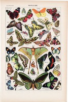 Pillangó, lepke, nyomat 1923, francia, 19 x 29 cm, lexikon, eredeti, állat, papillon, régi