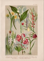 Magyar növények (21), litográfia 1903, színes nyomat, virág, gyöngyvirág, liliom, hölye, nyúlárnyék