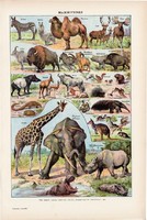Emlősök II., színes nyomat 1923, francia, 19 x 29 cm, lexikon, eredeti, állat, elefánt, teve, bivaly