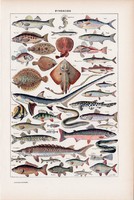 Halak, színes nyomat 1923, francia, 19 x 29 cm, lexikon, eredeti, hal, tenger, óceán, cápa, lazac