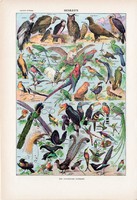 Madarak II., színes nyomat 1923, francia, 19 x 29 cm, lexikon, eredeti, madár, bagoly, kolibri, uhu