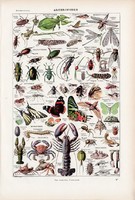 Ízeltlábúak, színes nyomat 1923, francia, 19 x 29 cm, lexikon, eredeti, lepke, rovar, rák, bogár