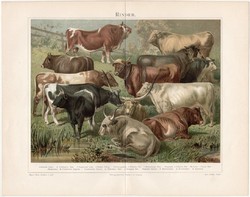Szarvasmarhák, litográfia 1896, német nyelvű, eredeti színes nyomat, háziállat, szarvasmarha, állat
