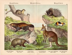 Ragadozók, erszényesek, rágcsálók, litográfia 1886, német, eredeti, nyomat, 32 x 41 cm, kenguru