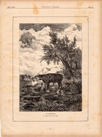 Az itatónál (2), fametszet 1881, metszet, nyomat, 17 x 25 cm, Ország - Világ, szarvasmarha, borjú