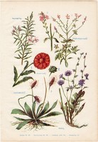 Gyógynövények (8), színes nyomat 1931, növény, gyógyítás, körömvirág, rozmaring, katáng, vasfű utifű