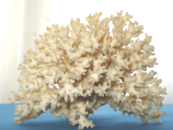 Tengeri korall