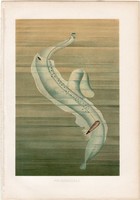 Pterotrachea, litográfia 1884, nyomat, eredeti, német, Brehm, Thierleben, állat, óceán, tenger