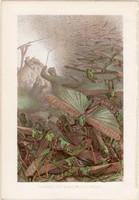 Vándorsáska, litográfia 1884, színes nyomat, eredeti, Brehm, Thierleben, állat, sáska, járás, rovar