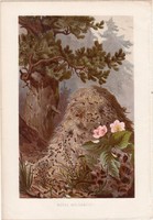 Vörös erdei hangya, litográfia 1884, színes nyomat, eredeti, Brehm, Thierleben, állat, hangyaboly