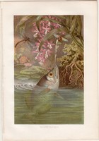 Jávai lövőhal, litográfia 1883, színes nyomat, eredeti, Brehm, Thierleben, állat, hal, Ázsia