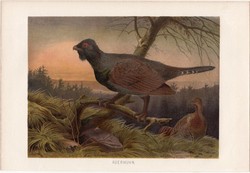 Siketfajd, litográfia 1883, színes nyomat, eredeti, Brehm, Thierleben, állat, madár, Európa, Ázsia