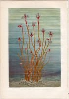 Tubularia indivisa, litográfia 1884, nyomat, eredeti, Brehm, Thierleben, állat, óceán, csalánozók