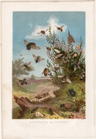 Rovarok, litográfia 1884, színes nyomat, eredeti, Brehm, Thierleben, állat, rovar, szúnyog, sáska