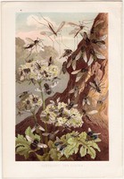 Legyek, litográfia 1884, színes nyomat, eredeti, Brehm, Thierleben, állat, légy, rovar, kétszárnyú