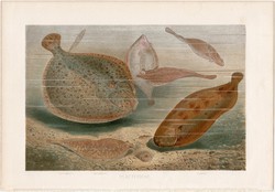Félszegúszók, litográfia 1883, színes nyomat, eredeti, Brehm, Thierleben, állat, hal, nyelvhal óceán