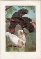 Ormányos kakadu és gyászkakadu, litográfia 1882, nyomat, eredeti, Brehm, Thierleben, állat, madár