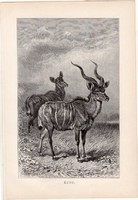 Kudu, egy színű nyomat 1891, német, eredeti, Tierleben, Brehm, állat, emlős, Afrika, párosujjú patás