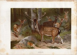 Dámvad, litográfia 1903, színes nyomat, eredeti, magyar, Brehm, állat, Az állatok világa, szarvas