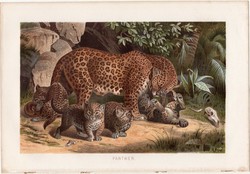 Leopárd, litográfia 1883, színes nyomat, eredeti, Brehm, Thierleben, állat, ragadozó, párduc, Afrika