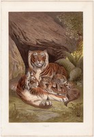 Tigris, litográfia 1883, színes nyomat, eredeti, Brehm, Thierleben, állat, ragadozó, Ázsia, emlős
