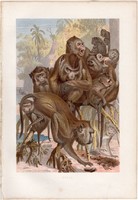 Makákó, litográfia 1883, színes nyomat, eredeti, Brehm, Thierleben, állat, emlős, majom, Ázsia