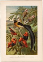 Szövőmadarak, litográfia 1882, színes nyomat, eredeti, Brehm, Thierleben, állat, madár, díszpinty