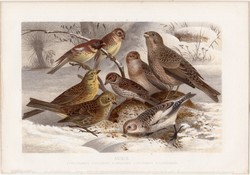 Sármány, litográfia 1882, színes nyomat, eredeti, Brehm, Thierleben, állat, madár, citromsármány