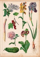 Hagyma, spárga, uborka, ribiszke, viola, litográfia 1880, eredeti, 24 x 34 cm, nagy méret, növény