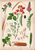 Kukorica, búza, bab, borsó, baltacim, tönköly, litográfia 1880, eredeti, 24 x 34 cm, nagy méret