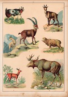 Jávorszarvas, kecske, gazella, juh, zerge, litográfia 1880, eredeti, 24 x 34 cm, nagy méret, állat