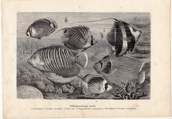 Pikkelyesszárnyú halak, egy színű nyomat 1907 (2), eredeti, magyar, Brehm, Az állatok világa, állat