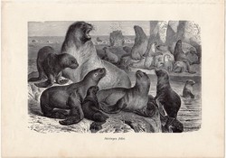 Sörényes fóka, egy színű nyomat 1907 (2), eredeti, magyar, Brehm, Az állatok világa, állat