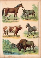 Ló, szamár, zebra, szarvasmarha, bölény, litográfia 1880, eredeti, 24 x 34 cm, nagy méret, állat