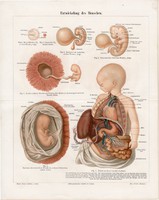 Embrió, magzat I., litográfia 1896, német, színes nyomat, anatómia, gyógyászat, ember, gyerek