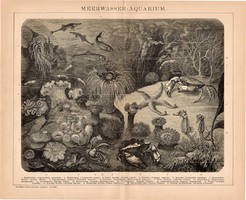 Tengervízi akvárium, egyszínű nyomat 1894, német, eredeti, Brockhaus, tenger, hal, rák, óceán, állat