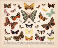Pillangók II., litográfia 1892, színes nyomat, német, Brockhaus, lepke, pillangó, állat, régi