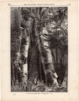 Amerikai óriás fa, metszet 1875, eredeti, német, újság, 21 x 31, fametszet, kanadai nyírfa, erdő