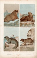 Rozmár, fóka és elefánt, víziló, litográfia 1885, eredeti, 26 x 42 cm, nagy méret, állat, nyomat
