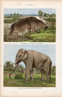 Elefánt, víziló és rozmár, fóka, litográfia 1885, eredeti, 26 x 42 cm, nagy méret, állat, nyomat