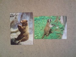 Old postcards: brown bear and raccoon