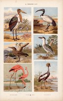 Flamingó, daru, íbisz, marabu és kacsa, lúd, réce litográfia 1885, eredeti, 26 x 42 cm, madár, állat