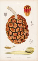 Csavarpálma és kontyvirág, békatutaj, kommelína, litográfia 1885, eredeti, 26 x 42 cm, növény, nagy
