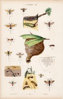 Hangya, hangyaboly és bogár, mogyoróbogár bűzbogár, litográfia 1885, eredeti, 26 x 42 cm, állat