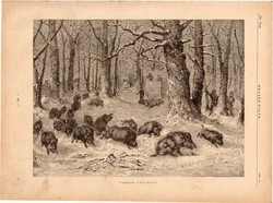 Vadkan vadászat, fametszet 1881, metszet, nyomat, 22 x 30 cm, Ország - Világ, újság, vaddisznó
