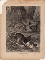 A jaguár és tapor harca, fametszet 1881, metszet, nyomat, 22 x 30 cm, Ország - Világ, újság, tapír